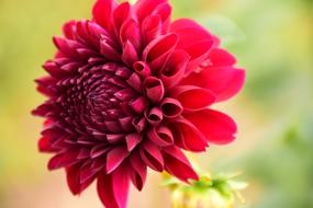 Dahlia Flower Blossom