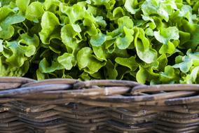 green leaves in a basket