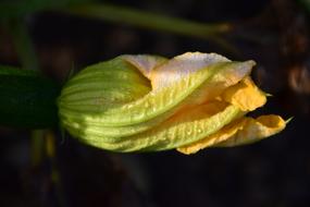 Pumpkin Blossom Bloom