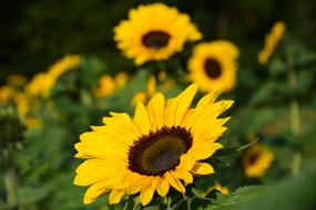 summer Yellow Sunflower Field