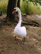 enchanting Swan Bird