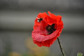 Poppy Flower Bourdon