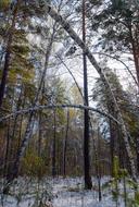 Snow Autumn Forest