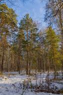 Forest Nature at Autumn