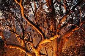 Fire Nature Bush Fires