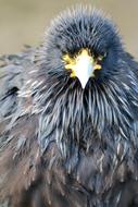 wonderful Caracara Bird Of Prey