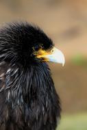 Caracara, predator Bird, head close up
