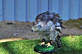 incredibly cute Goshawk Hawk Bird