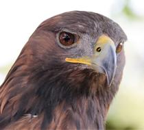 charming Golden Eagle