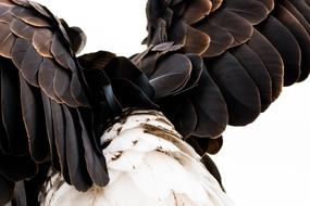 Close-up of the beautiful and colorful plumage of the bald eagle with wings