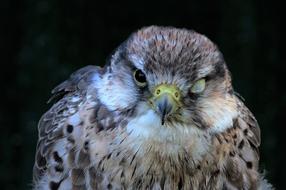 macro photo of a falcon with a damaged eye