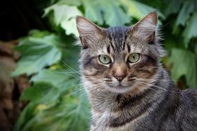 gray domestic cat in a green garden