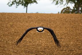 flying bald eagle over the ground