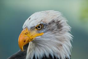 yellow beak bald eagle