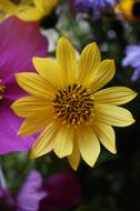 bright purple and yellow flowers in the garden