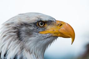 portrait of an Bald Eagle