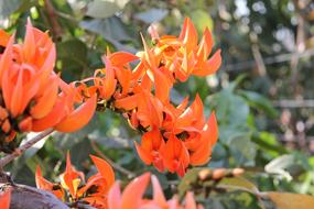 Coral Tree Erythrina Caffra