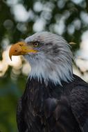 photo profile of a bald eagle with a yellow beak