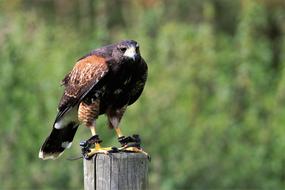 Cute, colorful and beautiful Harris hawk on the wood, near the green plants