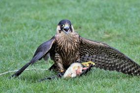 Colorful falcon, hunting above the green grass