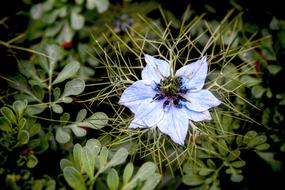Flower Bloom Bulb