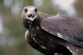 Golden Eagle on a blurred background