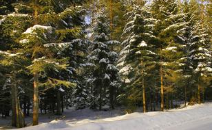 Forest Winter Snow