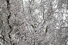snow tree in the garden
