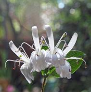 Flowers White Garden