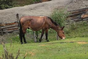 Horse grazing on Grass