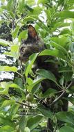gorgeous cat in green bush