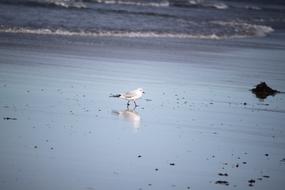 Bird Mirrored