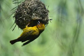 Finch Bird Nest Feathered