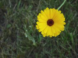 Flower Yellow Spring