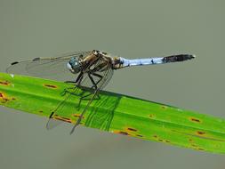 Nature Green Wings