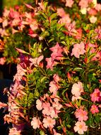 Flower Blossom Bloom