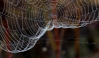 Spider Web Drops Dew