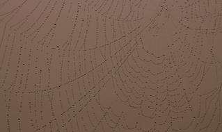 Spider Web Drops Dew