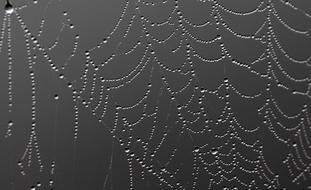 Spider Web Drops Dew