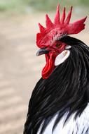 beautiful proud black and white cock
