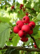 Plant Tree Nature
