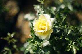 Flowers Rose Yellow Flower