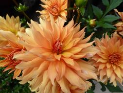 Chrysanthemum Yellow Flowers