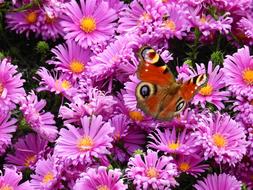 Flowers Purple Nature