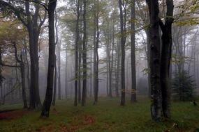 Forest Fog Trees