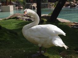 goose with white feathers on the lake