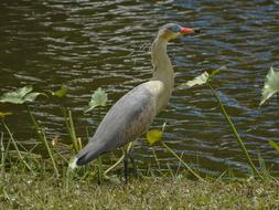 wild whistling heron