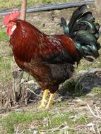 rooster on the farm in agriculture