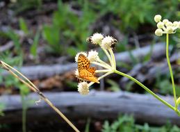 Butterfly Flower Insect