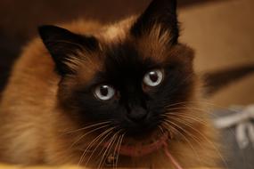 brown siamese Cat looking up